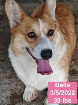 Belle -  Corgi Dog for Adoption in Houston, Texas - Belle | PetCurious