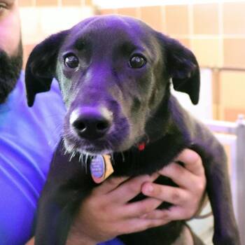 Mixed Breed Dogs Available for Adoption in Port Washington, New York - Tippy | PetCurious