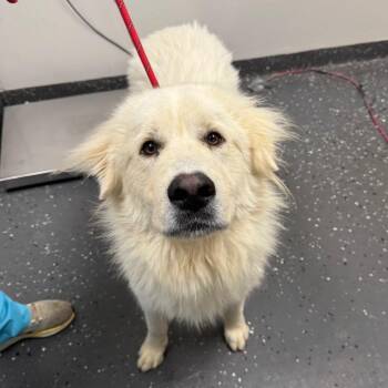 Shea -  Mixed Breed Dog for Adoption in Columbiana, Alabama - Shea | PetCurious