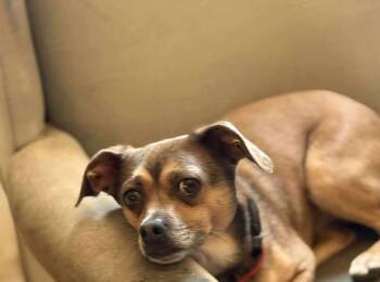 Rescue Chihuahua and Terrier Dogs for Adoption in San Francisco, California - ChiChi Junior | PetCurious
