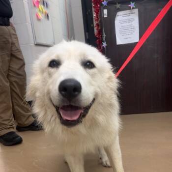 April -  Great Pyrenees Dog for Adoption in Gadsden, Alabama - April | PetCurious