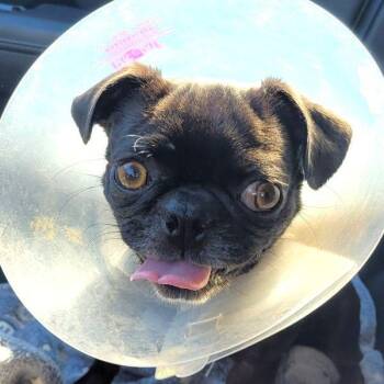 Rescue Pug Dogs for Adoption in Alvin, Texas - Winnie | PetCurious