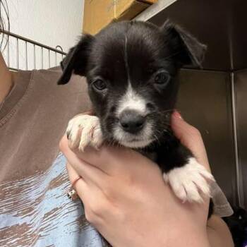 Latte -  Mixed Breed Dog for Adoption in Edwardsville, Illinois - Latte | PetCurious