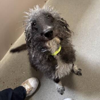 Miniature Poodle and Australian Shepherd Dogs Available for Adoption in Murray, Utah - Socki | PetCurious