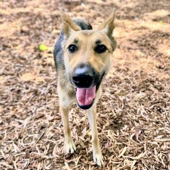 Petal -  German Shepherd Dog Dog for Adoption in Oakland, California - Petal | PetCurious
