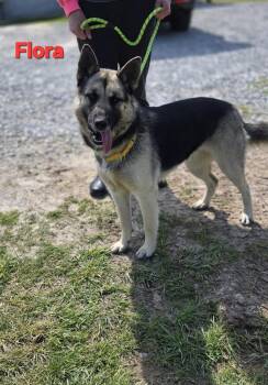 Shepherd Dogs Available for Adoption - Flora | PetCurious