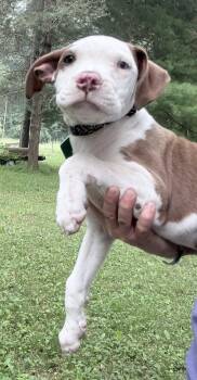 Walter -  Pit Bull Terrier Dog for Adoption in Oxford, Michigan - Walter | PetCurious