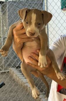 Rescue American Staffordshire Terrier and Mixed Breed Dogs for Adoption in Los Angeles, California - Nugget | PetCurious