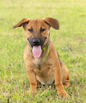 Petey -  German Shepherd Dog Dog for Adoption in Carrollton, Texas - Petey | PetCurious