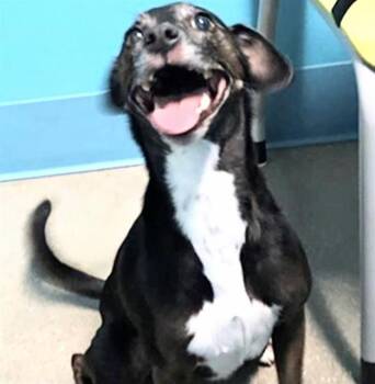 Chihuahua and Boston Terrier Dogs Available for Adoption in Houston, Texas - BONITA | PetCurious