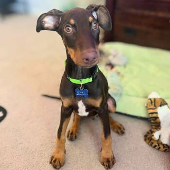 Rescue Doberman Pinscher Dogs for Adoption in Corona, California - Chief | PetCurious