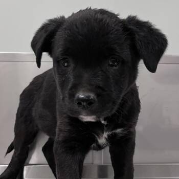 Cattle Dog and Shepherd Dogs Available for Adoption in Washburn, Missouri - Neptune | PetCurious