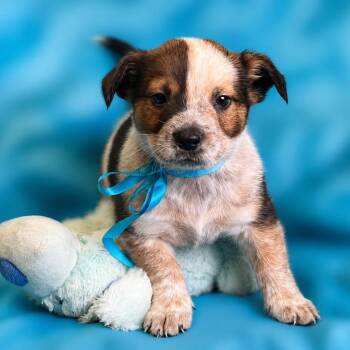 Clover -  Corgi and Australian Cattle Dog Blue Heeler Dog for Adoption in Boerne, Texas - Clover | PetCurious