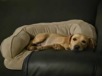 Daisy -  Mixed Breed Dog for Adoption in Plainfield, Connecticut - Daisy | PetCurious