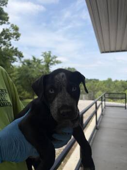 Eleanor -  Pit Bull Terrier Dog Available for Adoption in Lawrenceburg, Tennessee - Eleanor | PetCurious