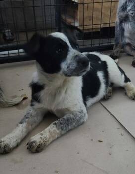 Australian Cattle Dog Blue Heeler and Border Collie Dogs Available for Adoption - Chrissy | PetCurious