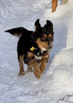Collie Dogs Available for Adoption in Salt Lake City, Utah - Melaney | PetCurious