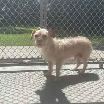Gabbana -  Chihuahua Dog for Adoption in Dayton, Ohio - Gabbana | PetCurious