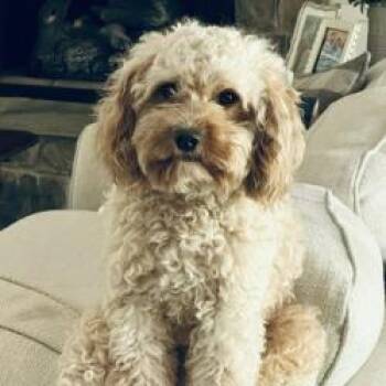 Teddy (Benefactor Dog) -  Cavalier King Charles Spaniel and Poodle Dog for Adoption in New Orleans, Louisiana - Teddy (Benefactor Dog) | PetCurious