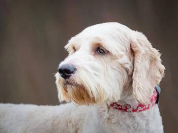 Cockapoo Dogs Available for Adoption in Pointe-fortune, Quebec - Scruff | PetCurious