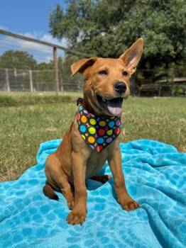 Astro -  Chow Chow and Black Mouth Cur Dog for Adoption in Canyon Lake, Texas - Astro | PetCurious