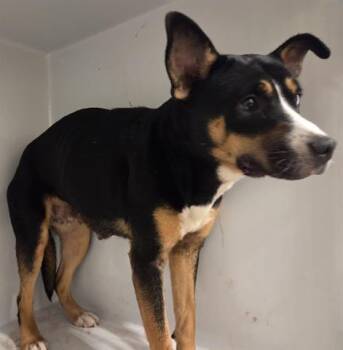 Rescue American Staffordshire Terrier and Mixed Breed Dogs for Adoption in Houston, Texas - A639634 | PetCurious