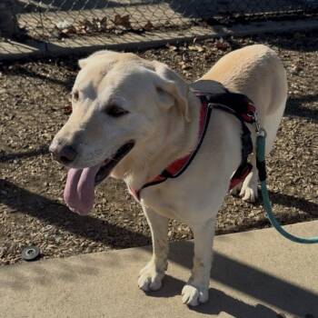 Rescue Labrador Retriever Dogs for Adoption in San Francisco, California - Oliver | PetCurious
