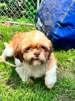 Jeb -  Shih Tzu and Mixed Breed Dog for Adoption in Hobart, Indiana - Jeb | PetCurious