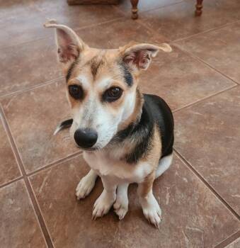 Miggy Fka Chira -  Chihuahua Dog for Adoption in St. Augustine, Florida - Miggy Fka Chira | PetCurious