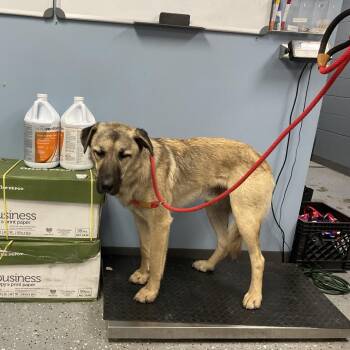 Stanley -  Anatolian Shepherd and Mixed Breed Dog for Adoption in Saint Joseph, Missouri - Stanley | PetCurious