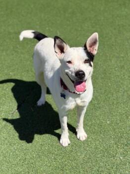 Delphine -  Australian Cattle Dog Blue Heeler and Mixed Breed Dog for Adoption in Fruit Heights, Utah - Delphine | PetCurious