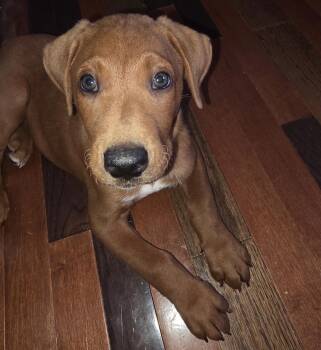 Oaf -  Mixed Breed Dog for Adoption in Maineville, Ohio - Oaf | PetCurious