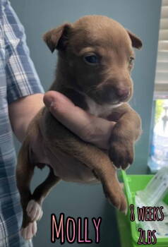 Rescue Chihuahua Dogs for Adoption in Holbrook, New York - MOLLY (chi) | PetCurious