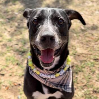 Black Labrador Retriever and Greyhound Dogs Available for Adoption - Colonel Sanders | PetCurious