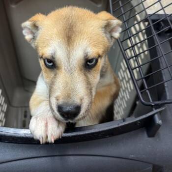 Sparky -  Husky Dog for Adoption in Birmingham, Alabama - Sparky | PetCurious