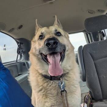 Anatolian Shepherd Dogs Available for Adoption - Chase | PetCurious