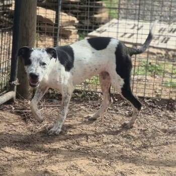 Lucky -  Australian Cattle Dog Blue Heeler and Mixed Breed Dog for Adoption in Dover, Arkansas - Lucky | PetCurious