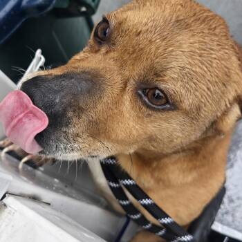 Mixed Breed Dogs Available for Adoption - Barney | PetCurious