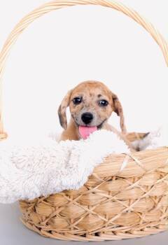 Malibu -  Dachshund and Chiweenie Dog for Adoption in San Diego, California - Malibu | PetCurious