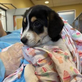 Pounce -  Australian Cattle Dog Blue Heeler and Mixed Breed Dog for Adoption in Merriam, Kansas - Pounce | PetCurious