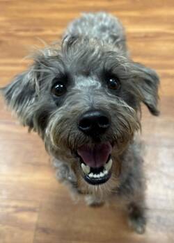 Poodle Dogs Available for Adoption in Pickering, Ontario - Wednesday 4419 | PetCurious