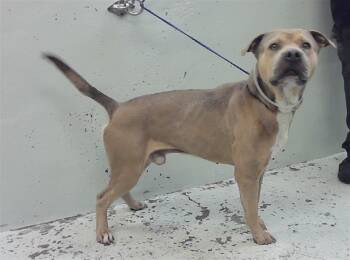 Staffordshire Bull Terrier and Mixed Breed Dogs Available for Adoption in Houston, Texas - BASH | PetCurious