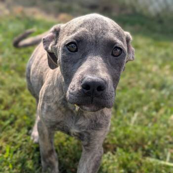 Nocona -  Pit Bull Terrier and Mastiff Dog for Adoption in Jasper, Indiana - Nocona | PetCurious