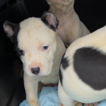 Mikey -  Pit Bull Terrier Dog Available for Adoption in Monroe, Michigan - Mikey | PetCurious