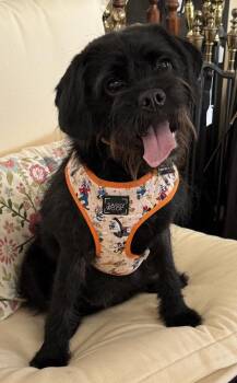Fizzy -  Terrier Dog for Adoption in Mundelein, Illinois - Fizzy | PetCurious