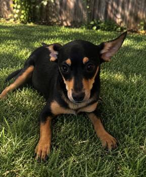 Phoebe -  Miniature Pinscher and Chihuahua Dog for Adoption in Camp Pendleton North, California - Phoebe | PetCurious
