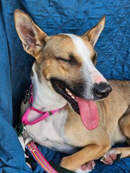 German Shepherd Dog and Pit Bull Terrier Dogs Available for Adoption in Beavercreek, Oregon - Penelope | PetCurious