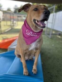 Honey Dew -  Mixed Breed Dog for Adoption in Savannah, Georgia - Honey Dew | PetCurious