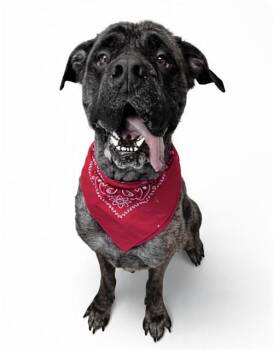 WINSTON -  Mastiff Dog for Adoption in Olathe, Kansas - WINSTON | PetCurious