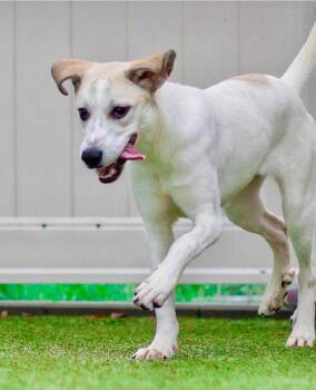 Pandora -  Great Pyrenees and Labrador Retriever Dog for Adoption in Bloomfield, Connecticut - Pandora | PetCurious